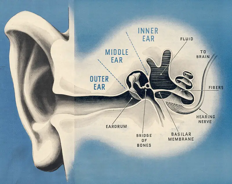 ear anatomy